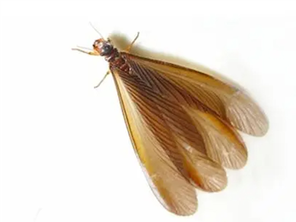 滾筒干衣機(jī) 滾筒干衣機(jī)